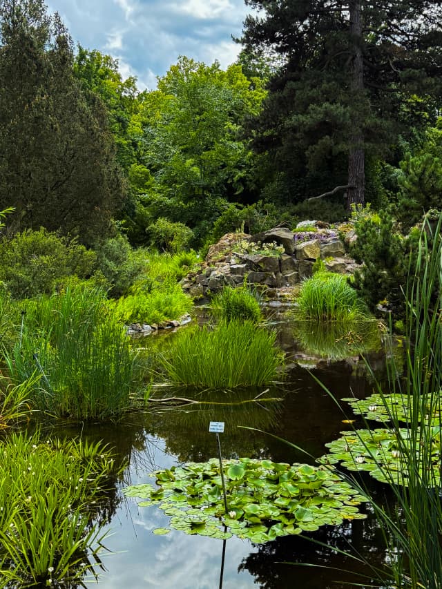 Teich mit Seerosen, dichten Wasserpflanzen und Felsen im Botanischen Garten Dresden, umgeben von grüner Natur
