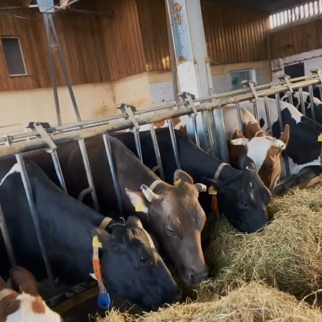 Mehrere Kühe fressen Heu im Stall des Biohofs Podemus bei Dresden, bekannt für ökologische Landwirtschaft